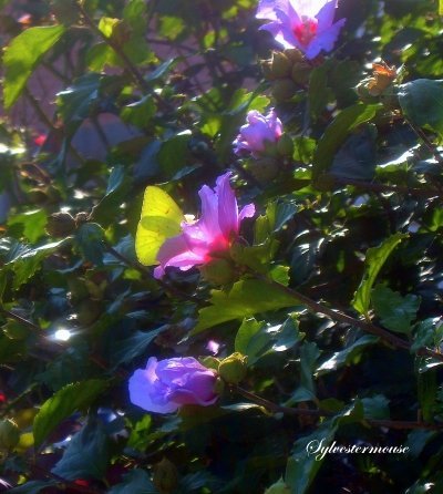 Rose of Sharon Bush photo by Sylvestermouse