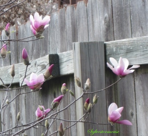 Alexander Magnolia tulip shaped bloom