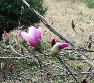 Alexander Magnolia Tree spring blooming