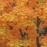 The Glorious Appearance of the Sugar Maple Tree The Glorious Appearance of the Sugar Maple Tree