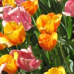Beautiful Bulbs for Fall Planting & Spring Blooming