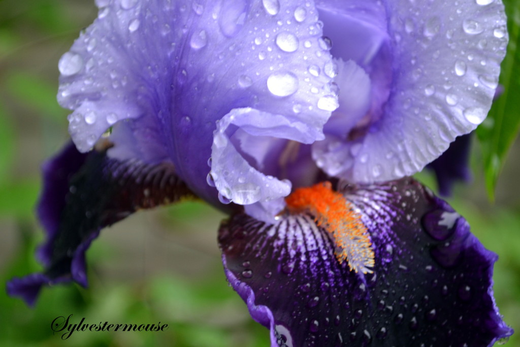 Iris photo by Sylvestermouse