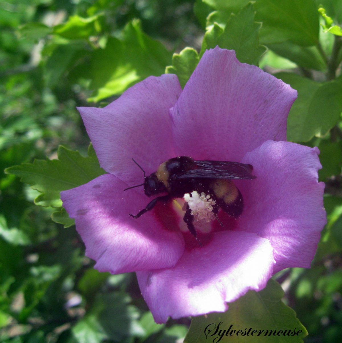 Rose of Sharon Flowering Bush Easy Backyard Gardening