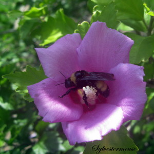 Rose of Sharon and Bumble Bee Photo by Sylvestermouse