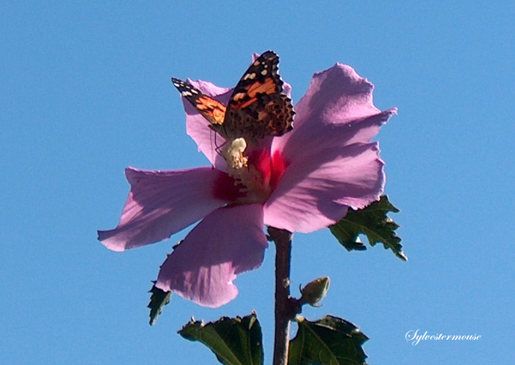 Rose of Sharon and Butterfly Photo by Sylvestermouse