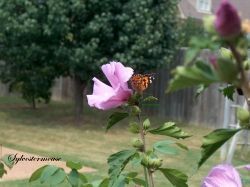 Rose of Sharon and Monarch Butterfly Photo by Sylvestermouse