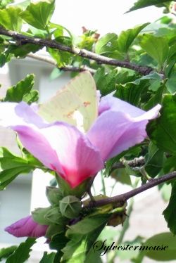 Rose of Sharon and Yellow Butterfly Photo by Sylvestermouse