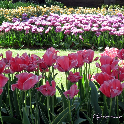 Spring Flowers