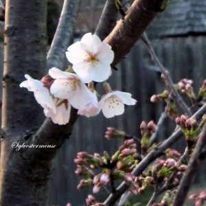 Yoshino Cherry Tree Bloom
