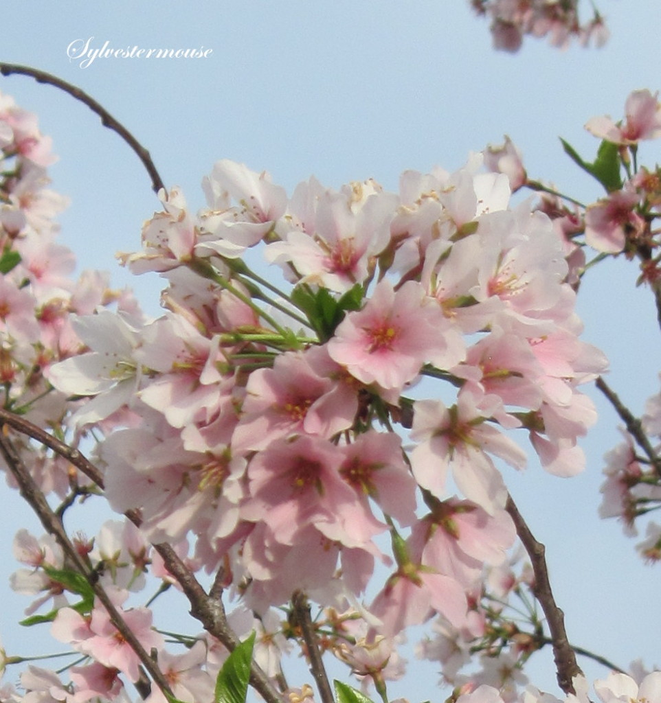 Yoshino Cherry Tree Bloom on Easter