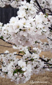 Yoshino Cherry Tree Blooms