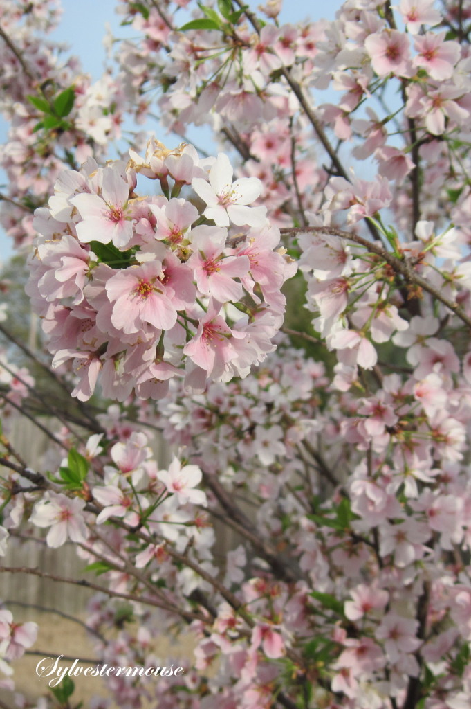 Yoshino Cherry Tree Blooms