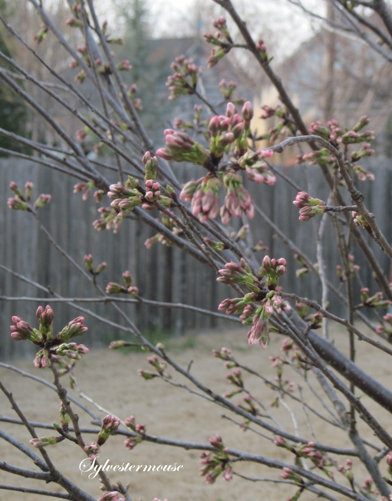 Yoshino Cherry Tree Day 1 Close-up