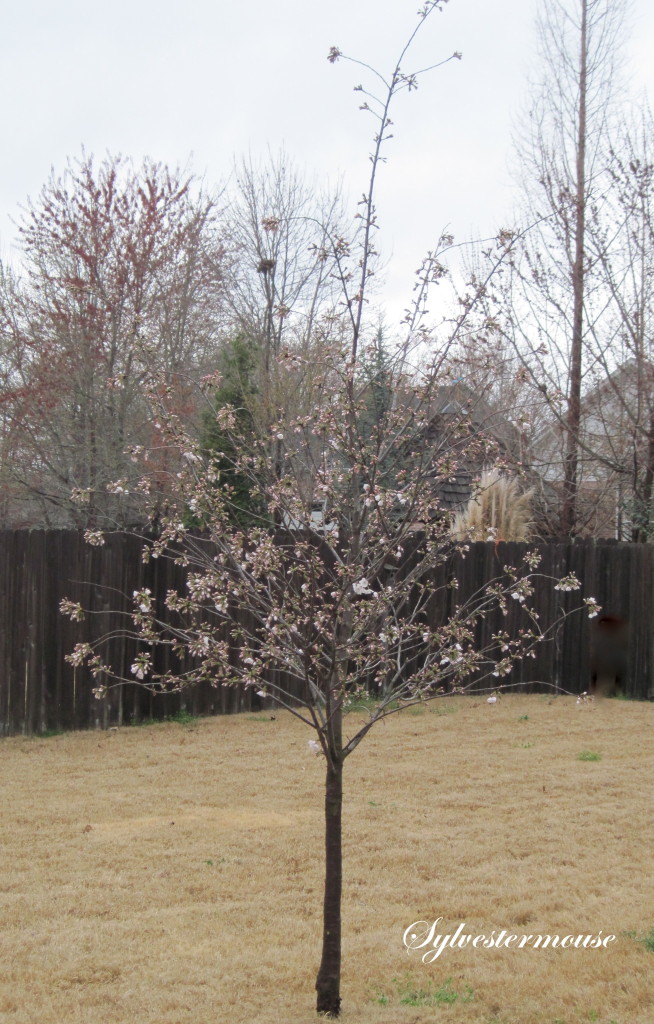 Yoshino Cherry Tree Day 2