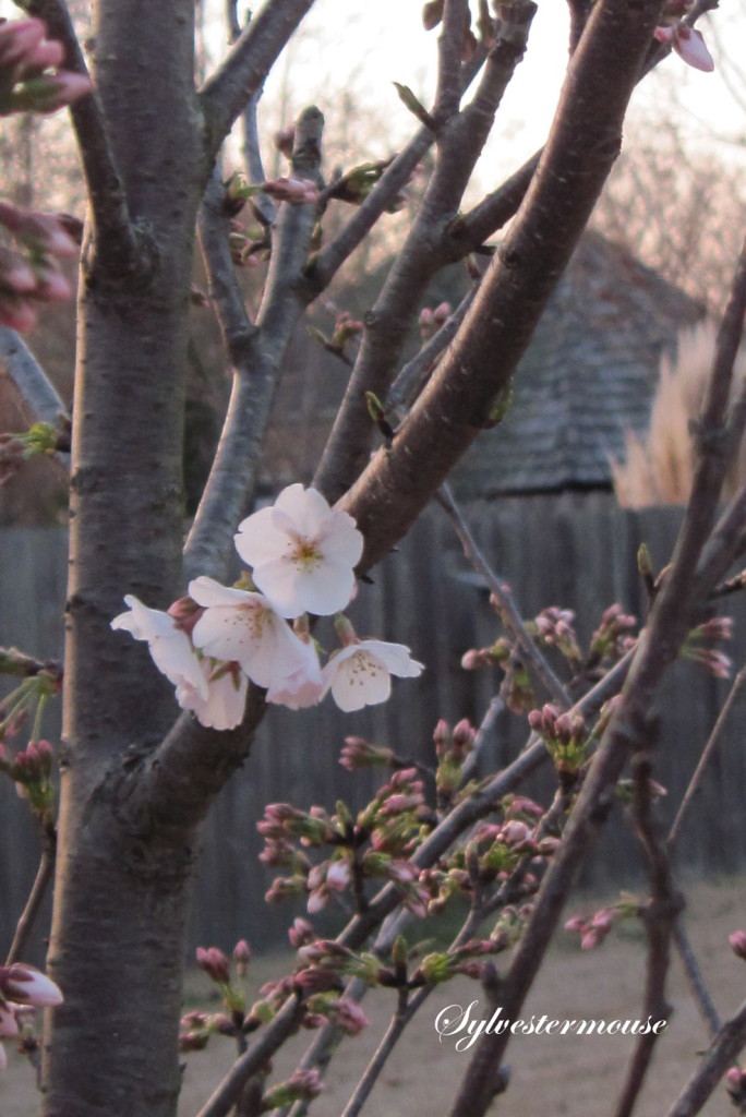 Yoshino Cherry Tree Day 2 Close-up