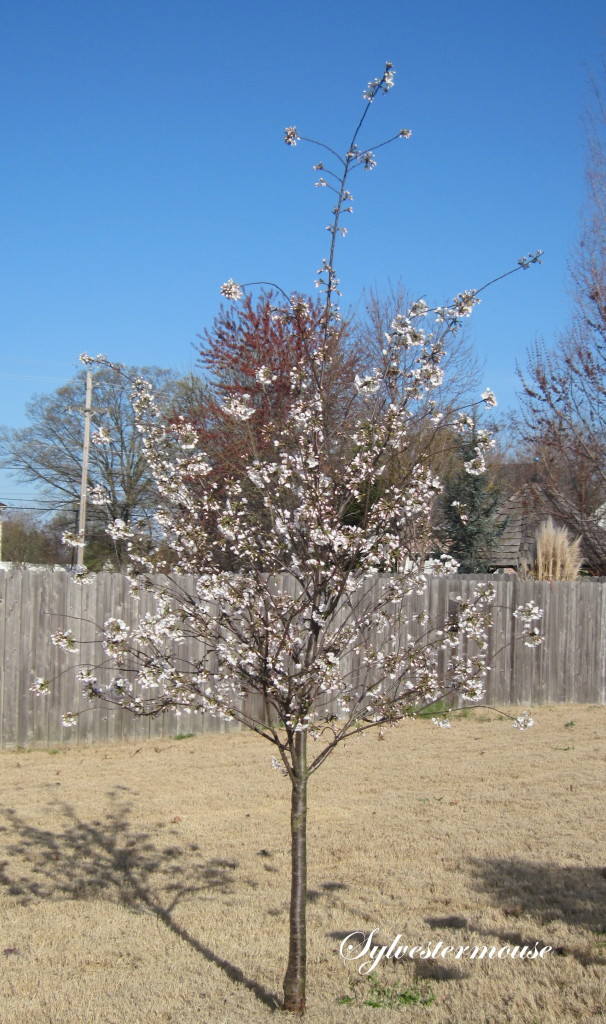 Yoshino Cherry Tree Day 4