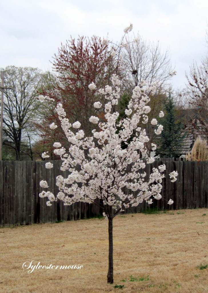 Yoshino Cherry Tree Day 5