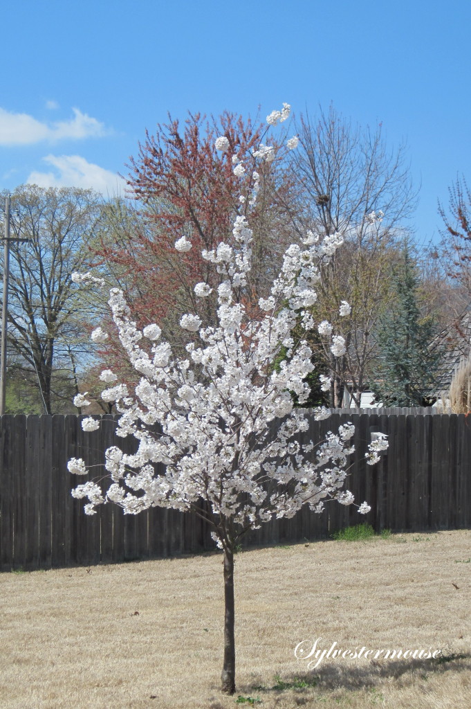 Yoshino Cherry Tree Day 6