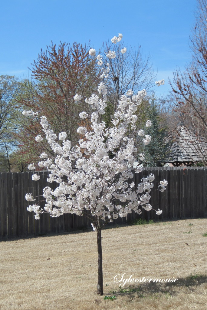 Yoshino Cherry Tree Day 8