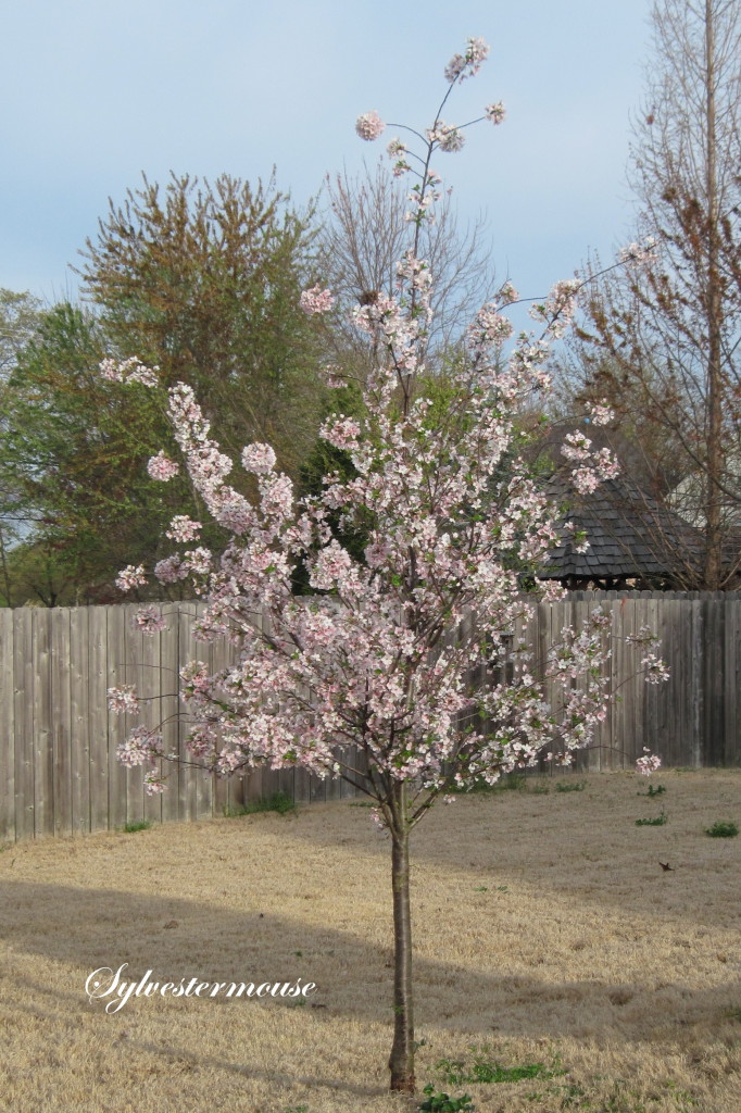 Yoshino Cherry Tree Day 9