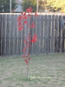 Young Red Maple Tree