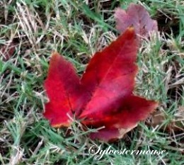 Red Maple Leaf Photo by Sylvestermouse