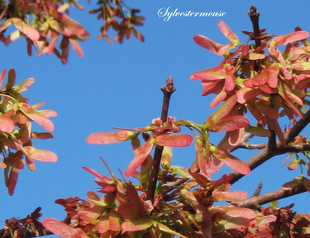 Red Maple Tree