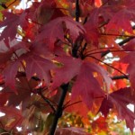 Red Maple Trees