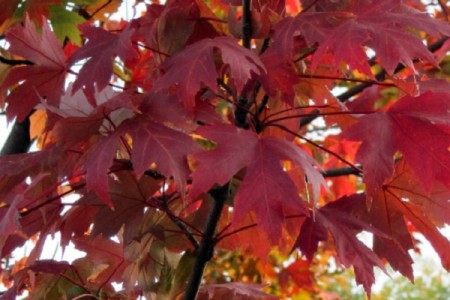 Red Maple Trees