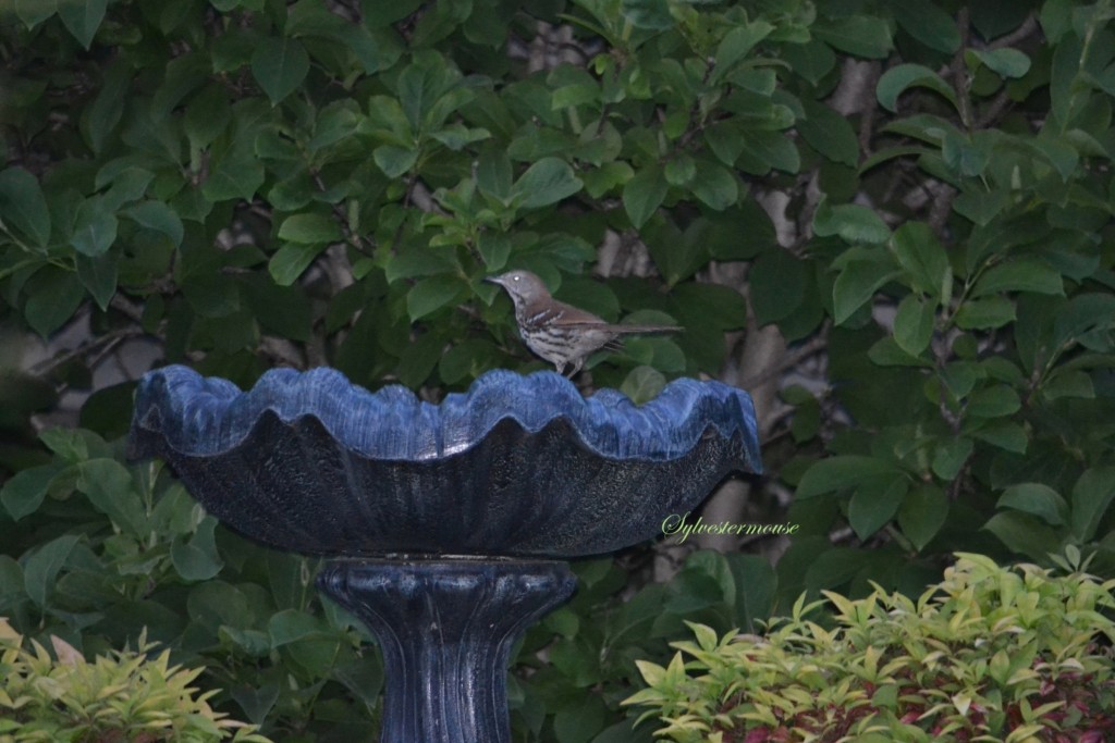 How To Paint Your Own Garden Figurines and Décor Easy Backyard Gardening