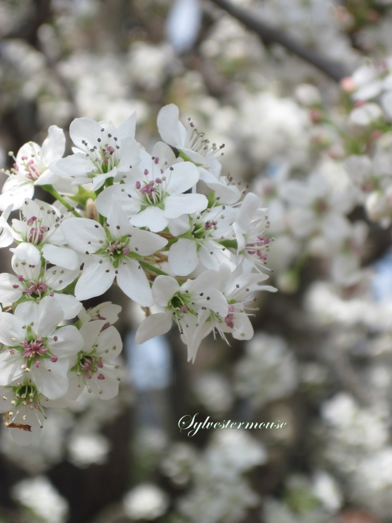 Flower Pear Tree Blossoms