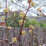 Flowering Pear Tree Photo