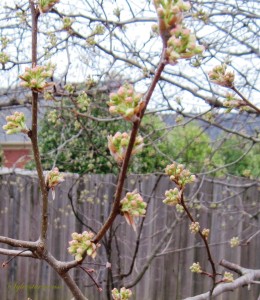 Flowering Pear Tree Photo