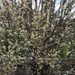 Flowering Pear Tree Photo