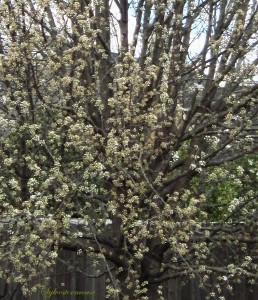 Flowering Pear Tree Photo