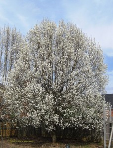 Flowering Pear Tree Photo