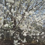 Flowering Pear Tree Close Up