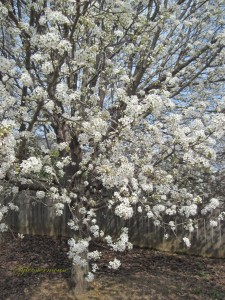Flowering Pear Tree Close Up