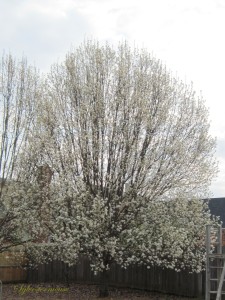 Flowering Pear Tree Photo