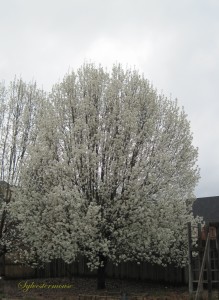 Flowering Pear Tree Photo