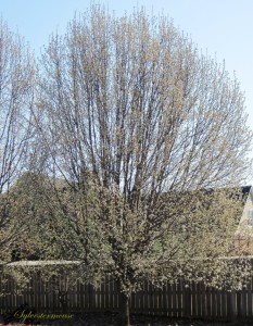Flowering Pear Tree Photo
