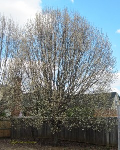 Flowering Pear Tree Photo
