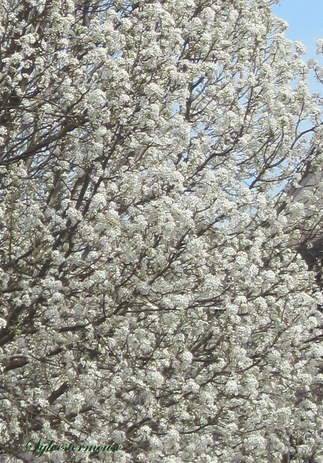 Flowering Pear Trees photo