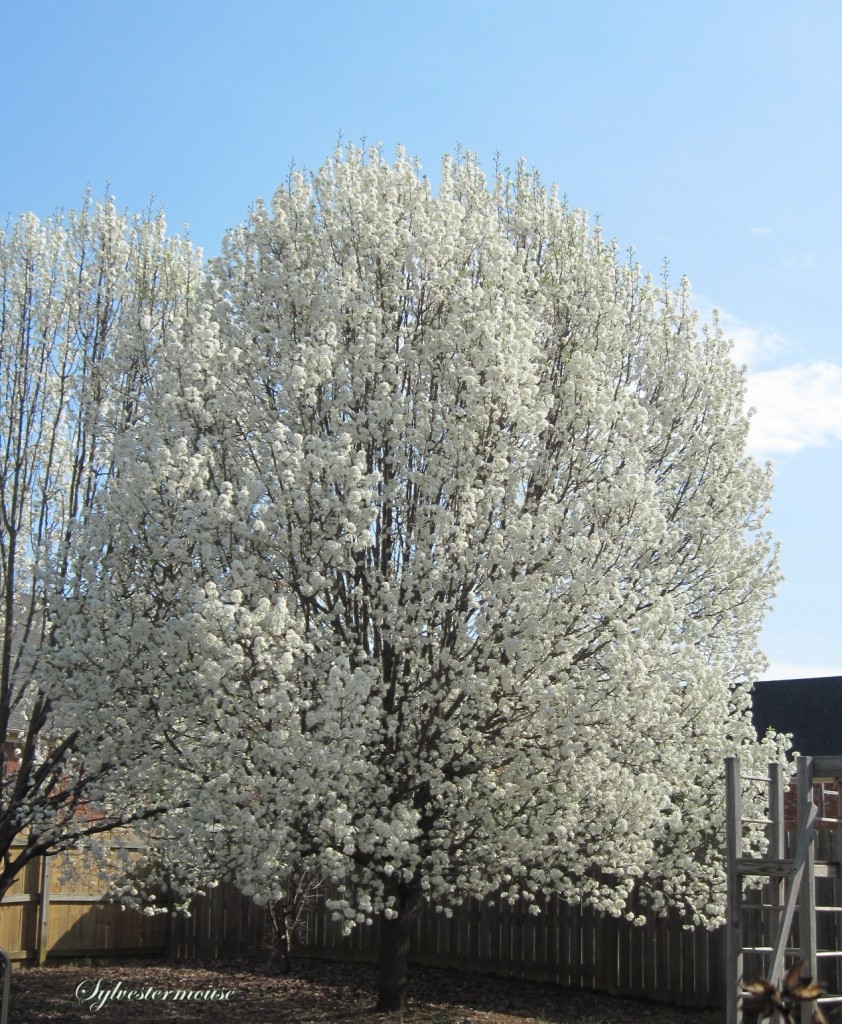 Bradford Flowering Pear Trees