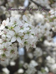 Flowering Pear Trees