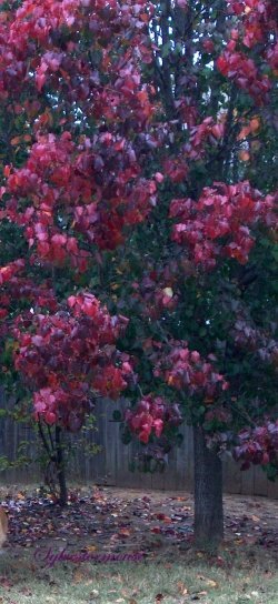 Flowering Pear Tree in the Fall Photo