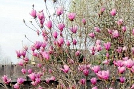Alexander Magnolia Tree aka Tulip Tree