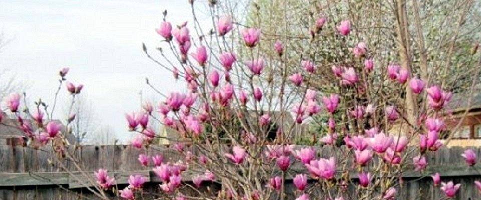 Alexander Magnolia Tree aka Tulip Tree