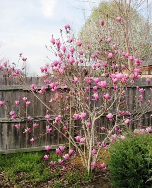 Alexander Magnolia Tree photo