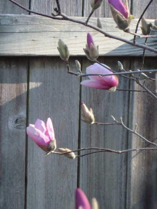 Alexander Magnolia Tree photo